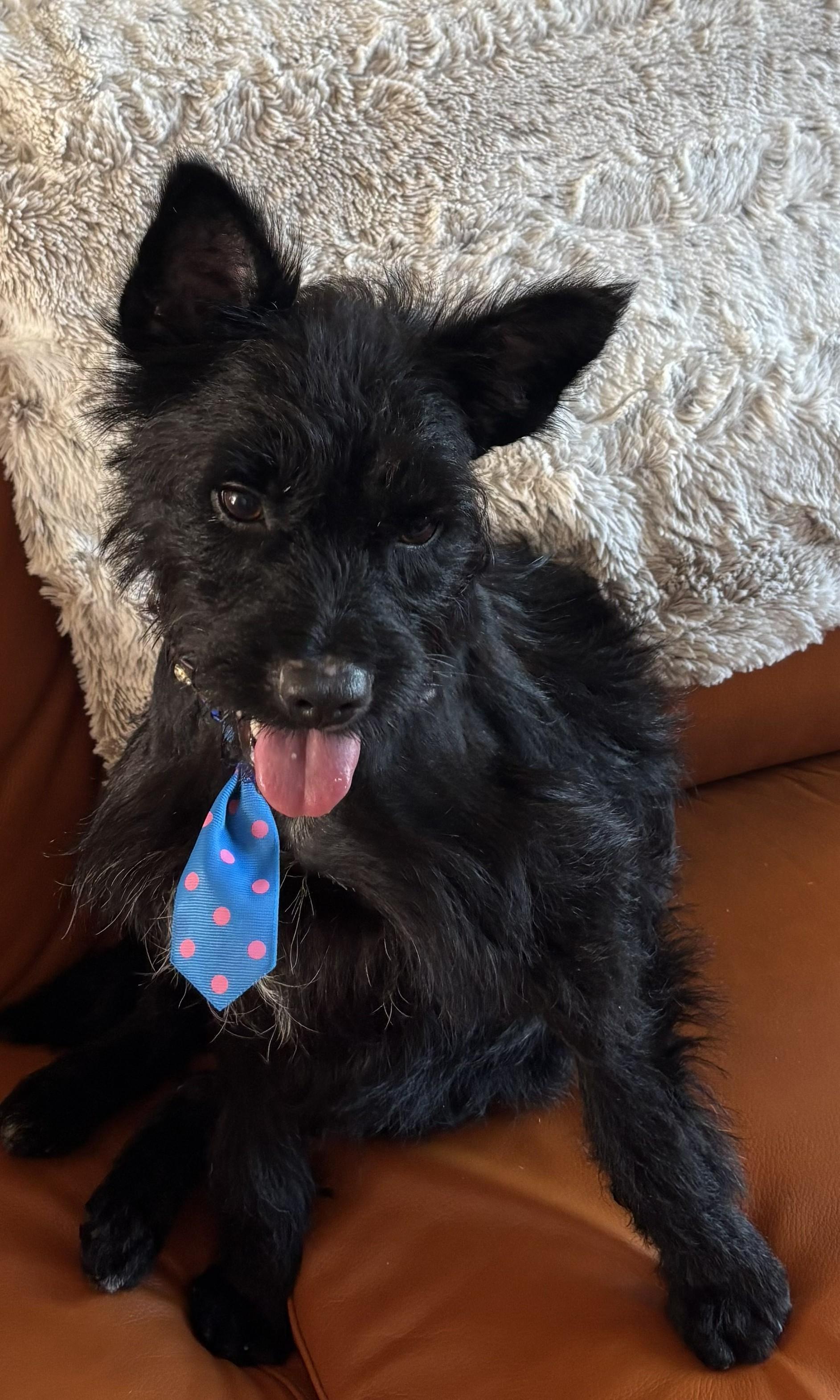 Grinchi, ADOPTABLE, Young Male Scottish Terrier & Terrier.