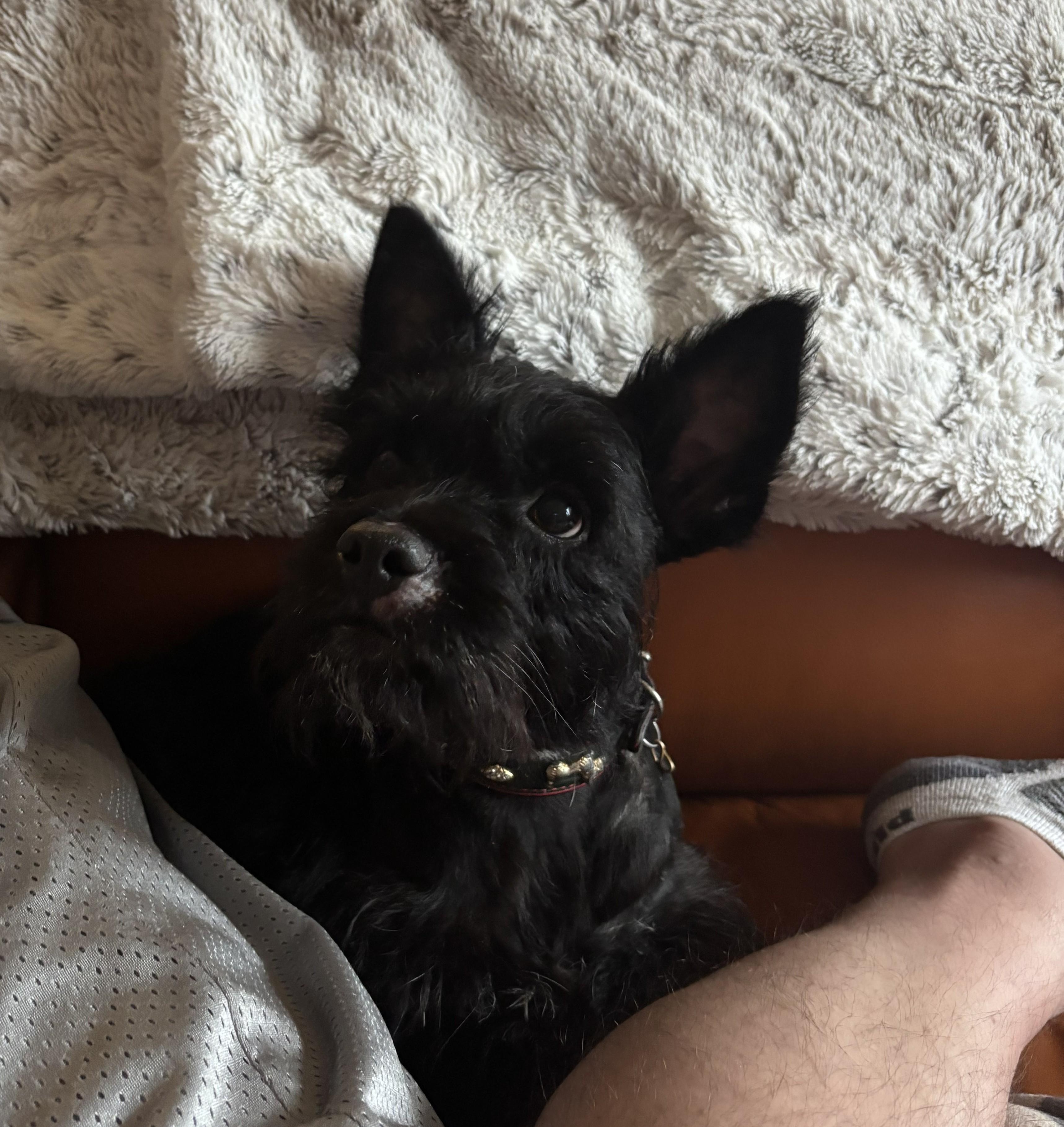 Enlarge Grinchi, a ADOPTABLE mixed breed in Plano, TX image 5/5