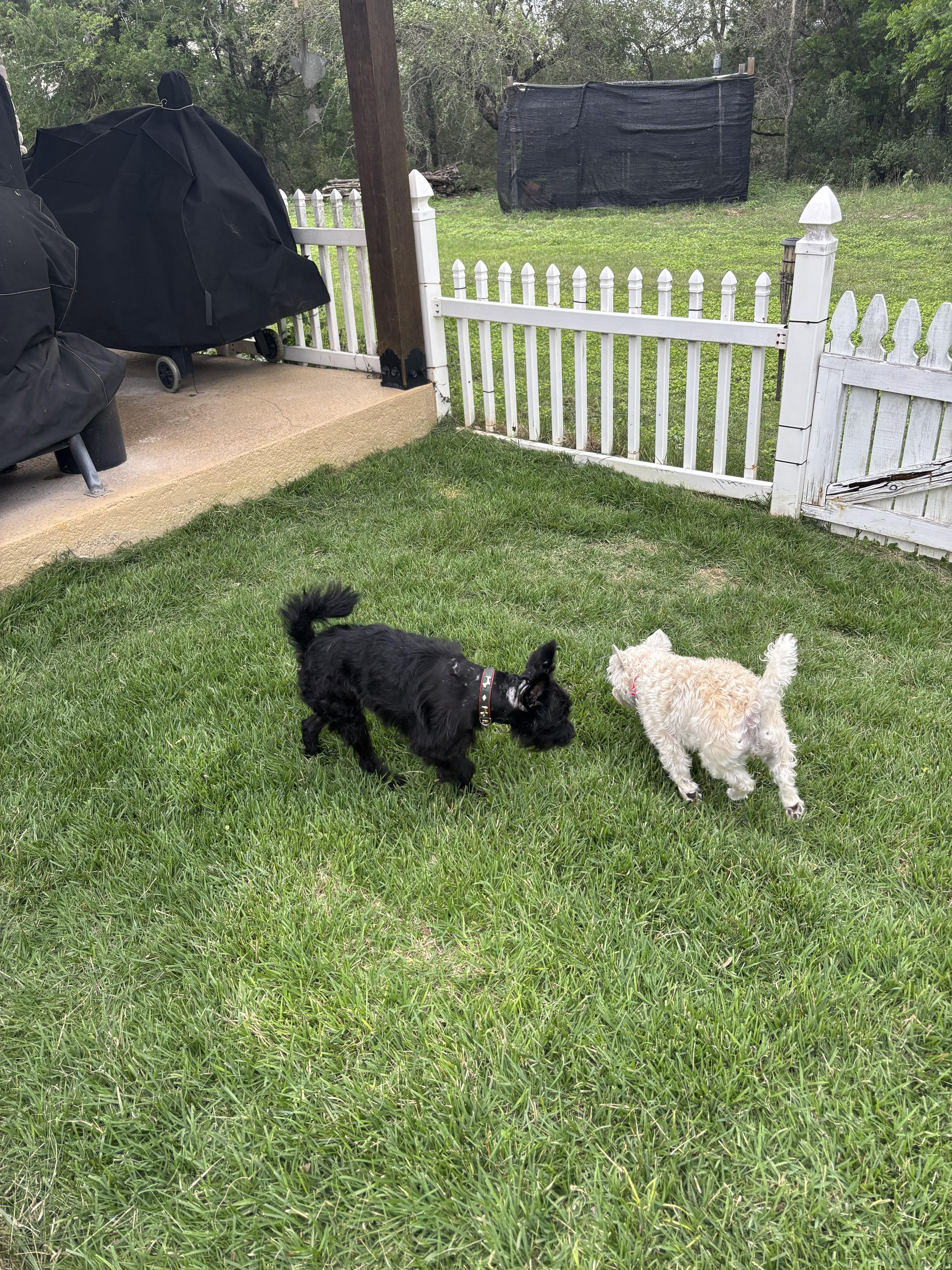 Enlarge Grinchi, a ADOPTABLE mixed breed in Plano, TX image 4/5