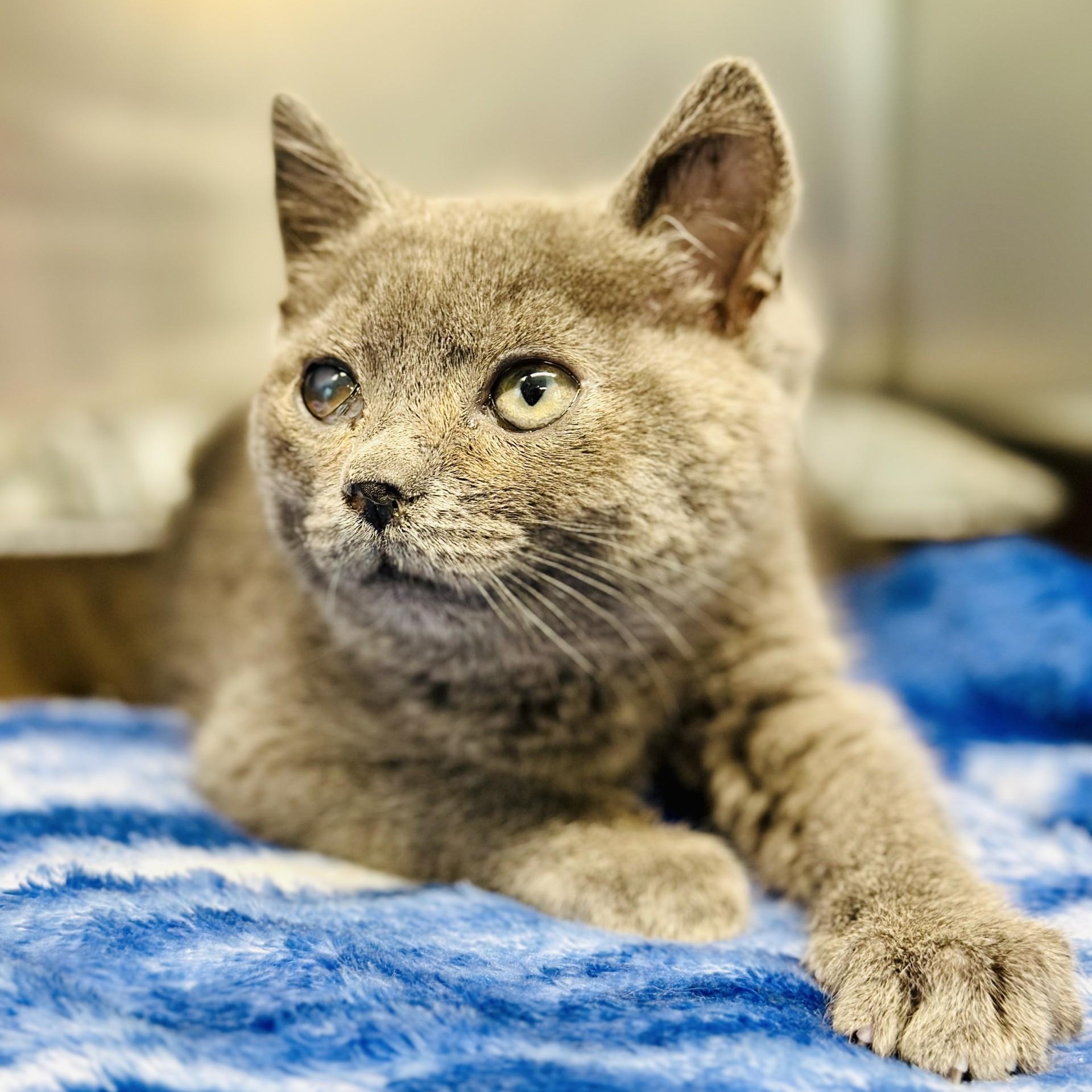 Pewee , adoptable, Kitten Male Domestic Short Hair.