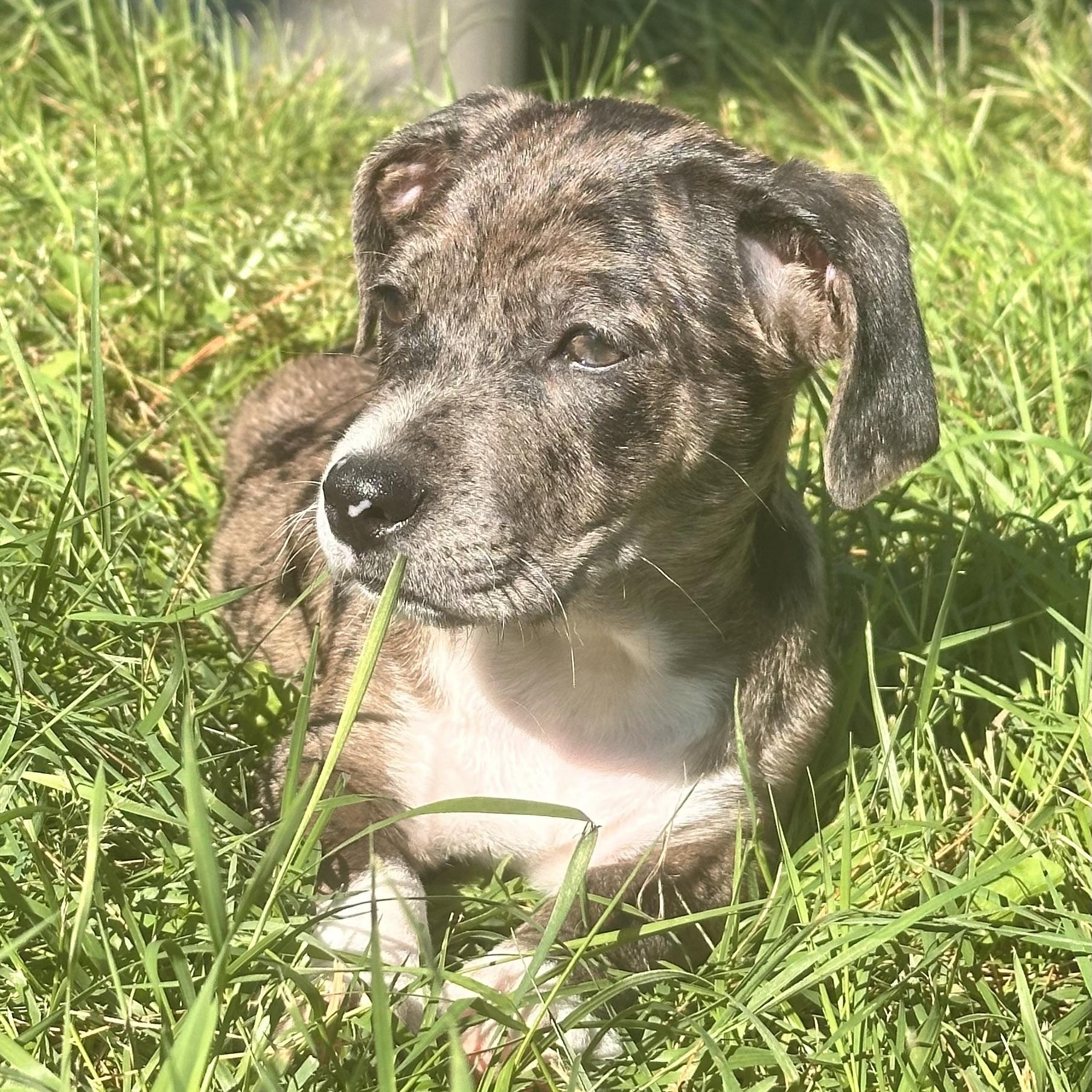 BRUTUS - ARRIVING IN MAINE JULY 18TH, an adoptable Mixed Breed in Berwick, ME image 3/6