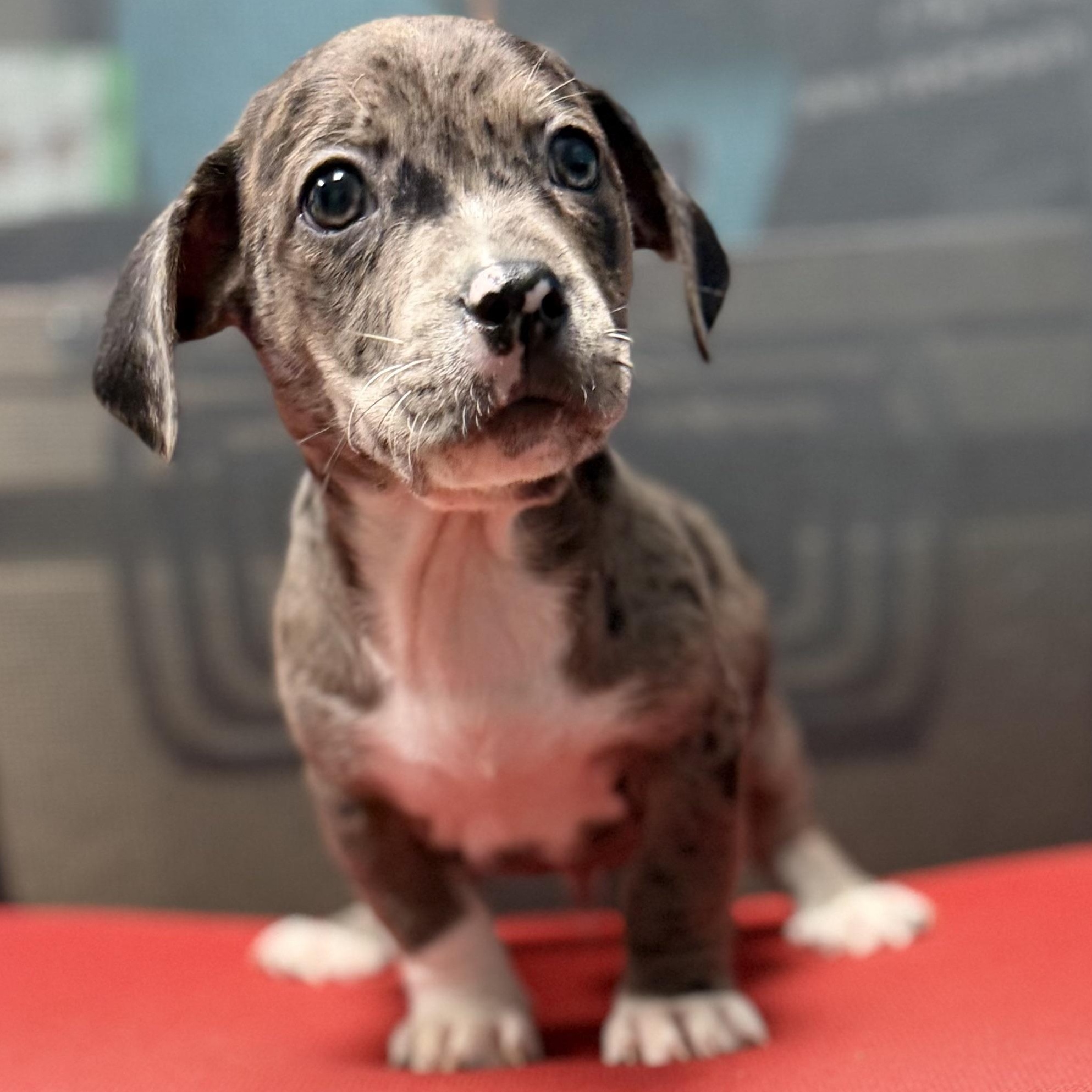 BRUTUS - ARRIVING IN MAINE JULY 18TH, a Adoptable Mixed Breed in Berwick, ME image 2/6