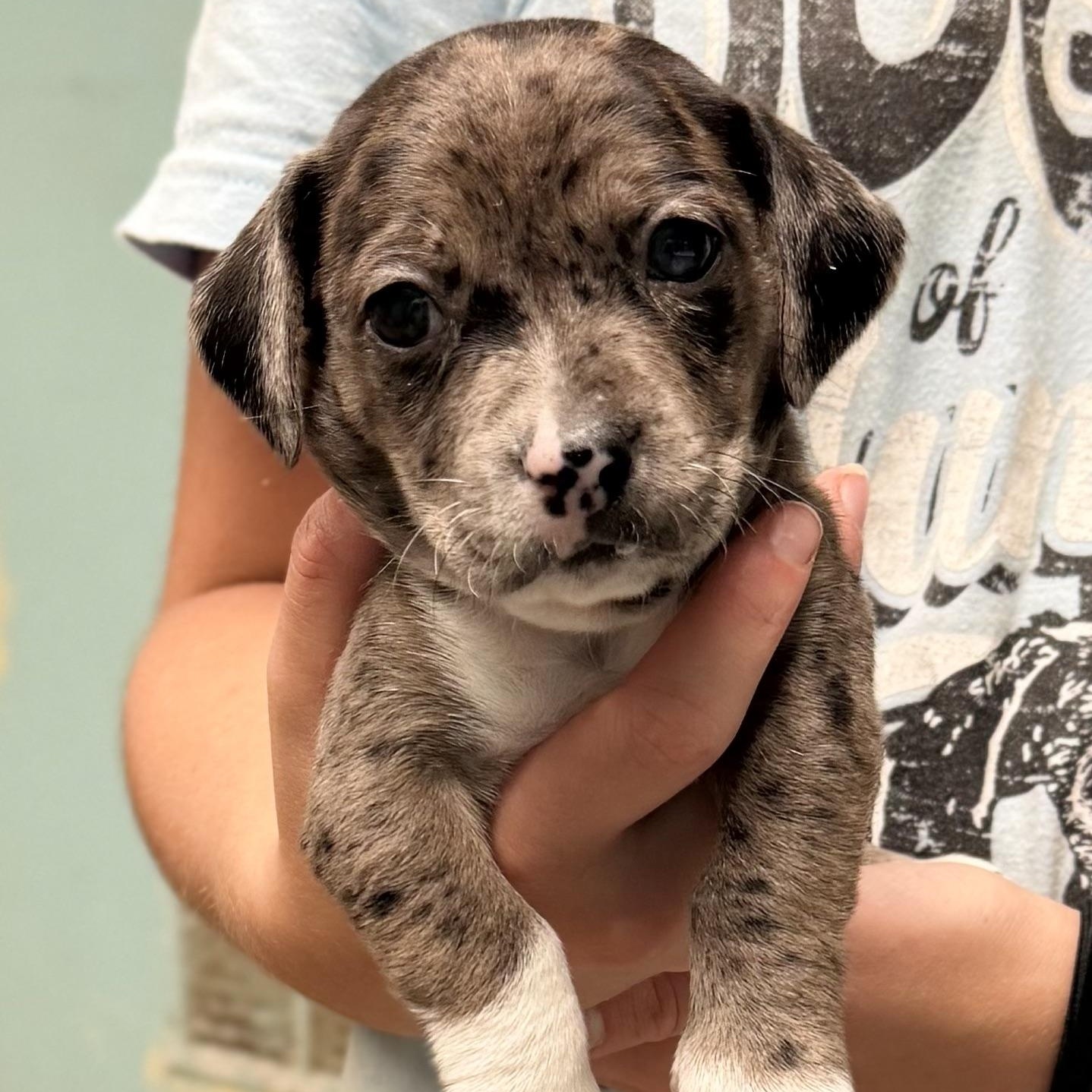 BRUTUS - ARRIVING IN MAINE JULY 18TH, a Adoptable Mixed Breed in Berwick, ME image 1/6