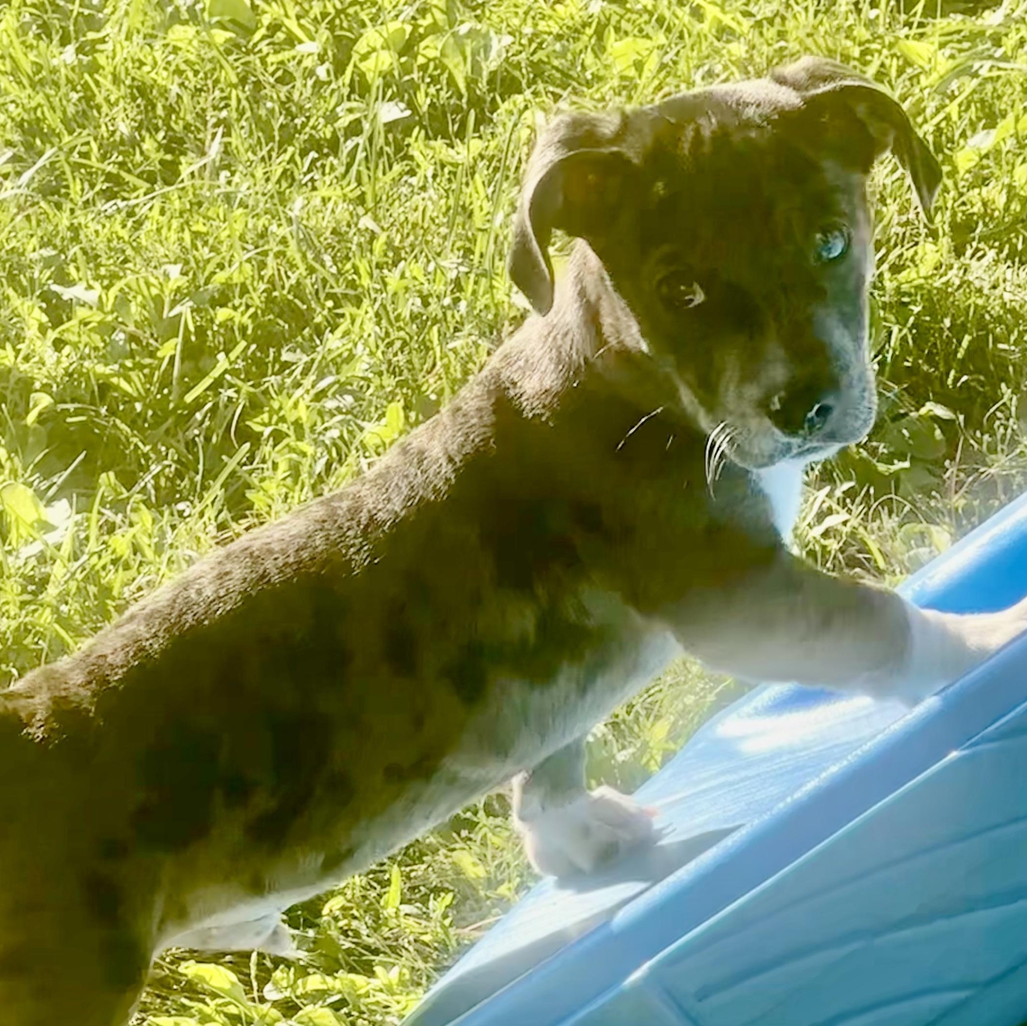 BRUTUS - ARRIVING IN MAINE JULY 18TH, an adoptable Mixed Breed in Berwick, ME image 5/6