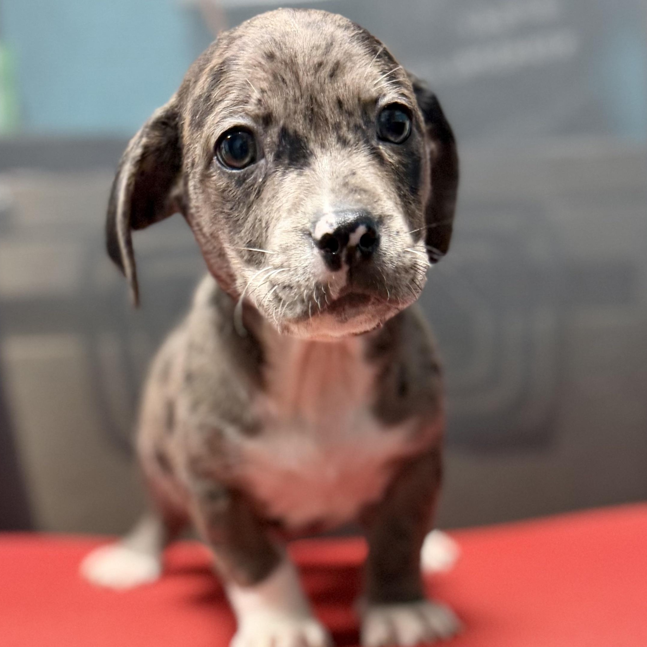 BRUTUS - ARRIVING IN MAINE JULY 18TH, a Adoptable Mixed Breed in Berwick, ME image 3/6