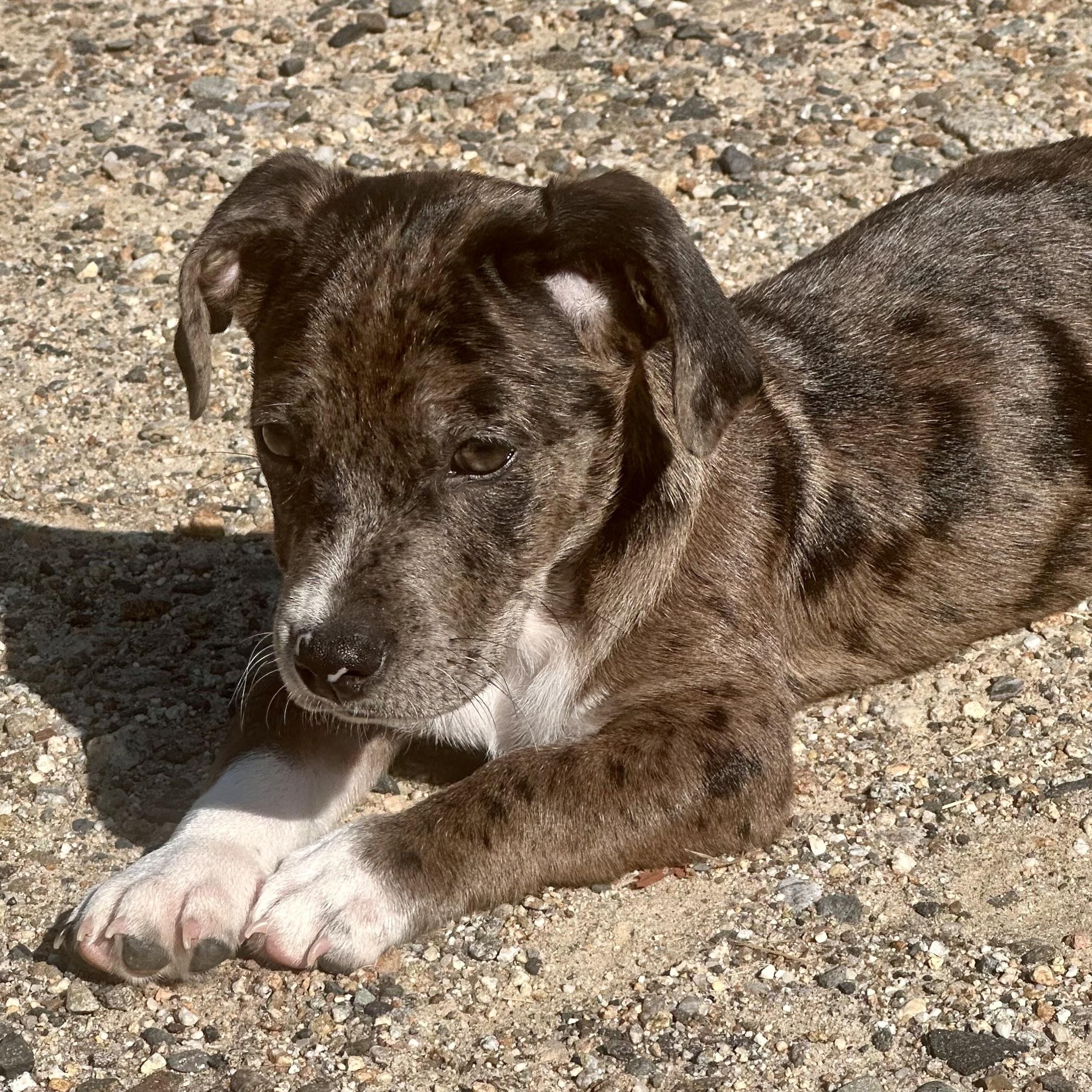 BRUTUS - ARRIVING IN MAINE JULY 18TH, an adoptable Mixed Breed in Berwick, ME image 6/6