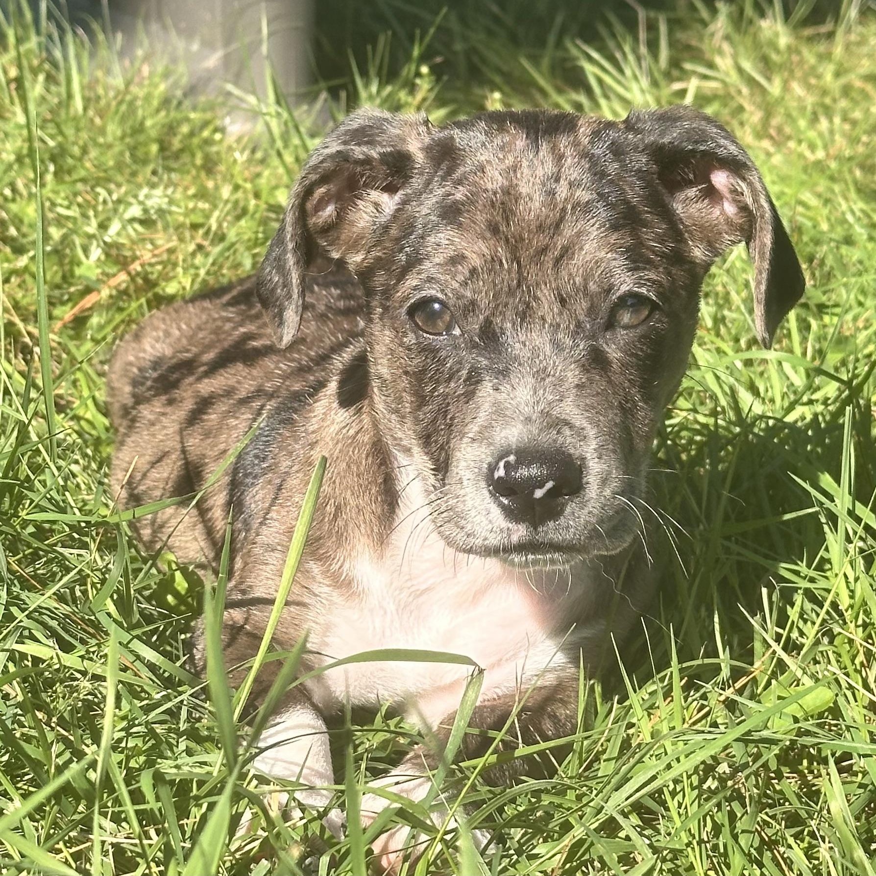 BRUTUS - ARRIVING IN MAINE JULY 18TH, an adoptable Mixed Breed in Berwick, ME image 1/6