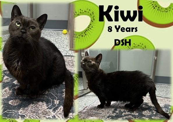 Kiwi, ADOPTABLE, Senior Female Domestic Short Hair.
