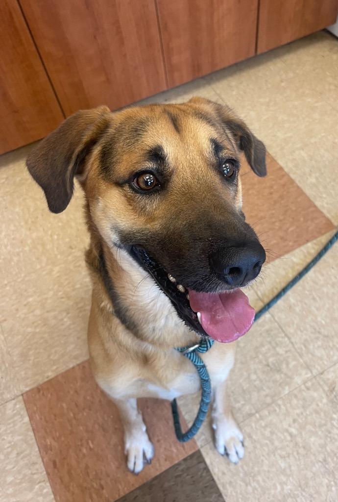 ELVIS (STITCH), Adoptable, Adult Male Terrier.