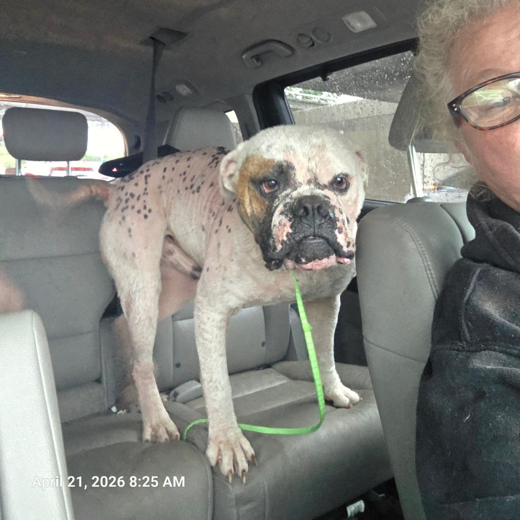 Bebo, Adoptable, Young Male American Bulldog.
