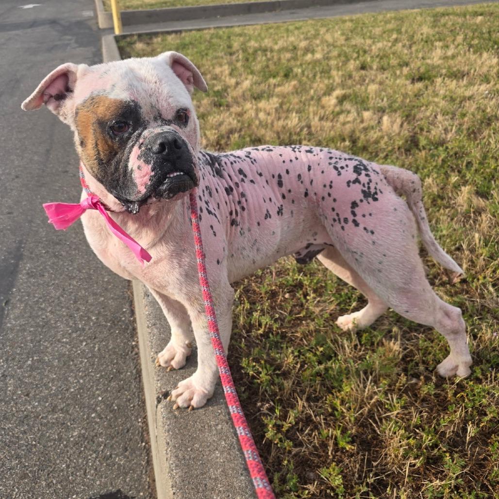 Enlarge Bebo, a Adoptable American Bulldog in Chico, CA image 2/6