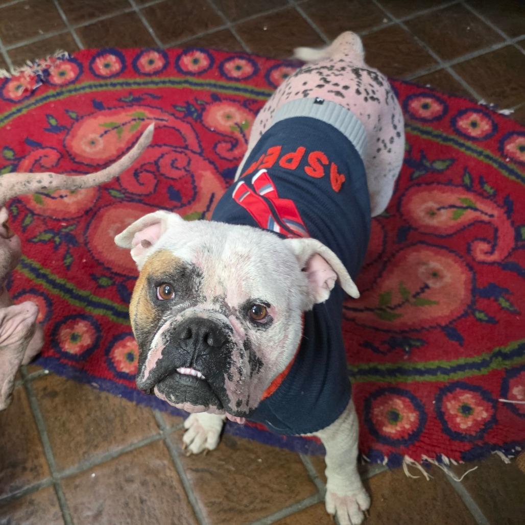 Enlarge Bebo, a Adoptable American Bulldog in Chico, CA image 3/6