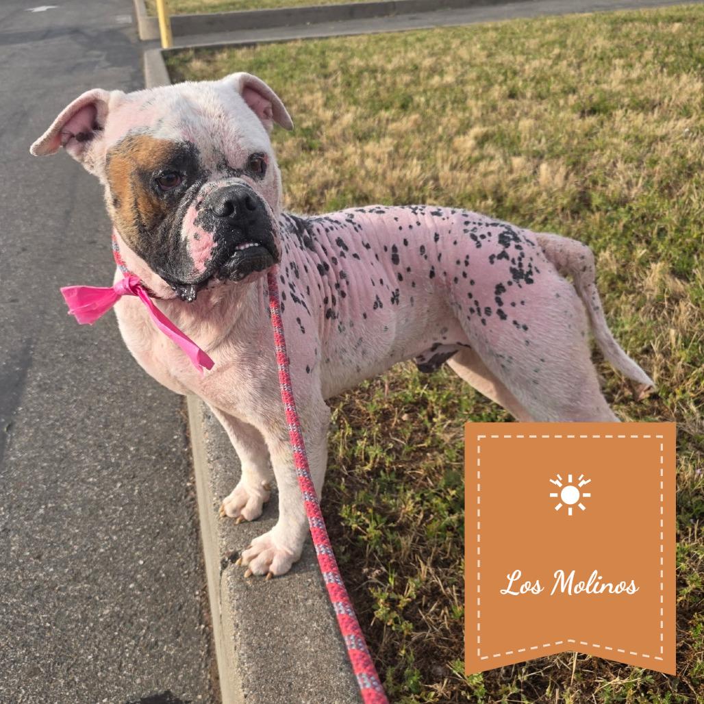 Enlarge Bebo, a Adoptable American Bulldog in Chico, CA image 4/6