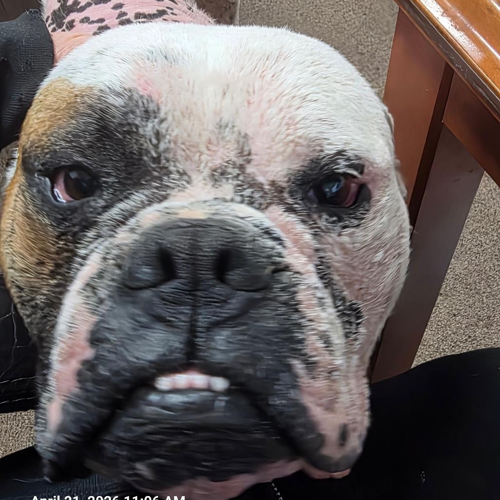 Enlarge Bebo, a Adoptable American Bulldog in Chico, CA image 5/6