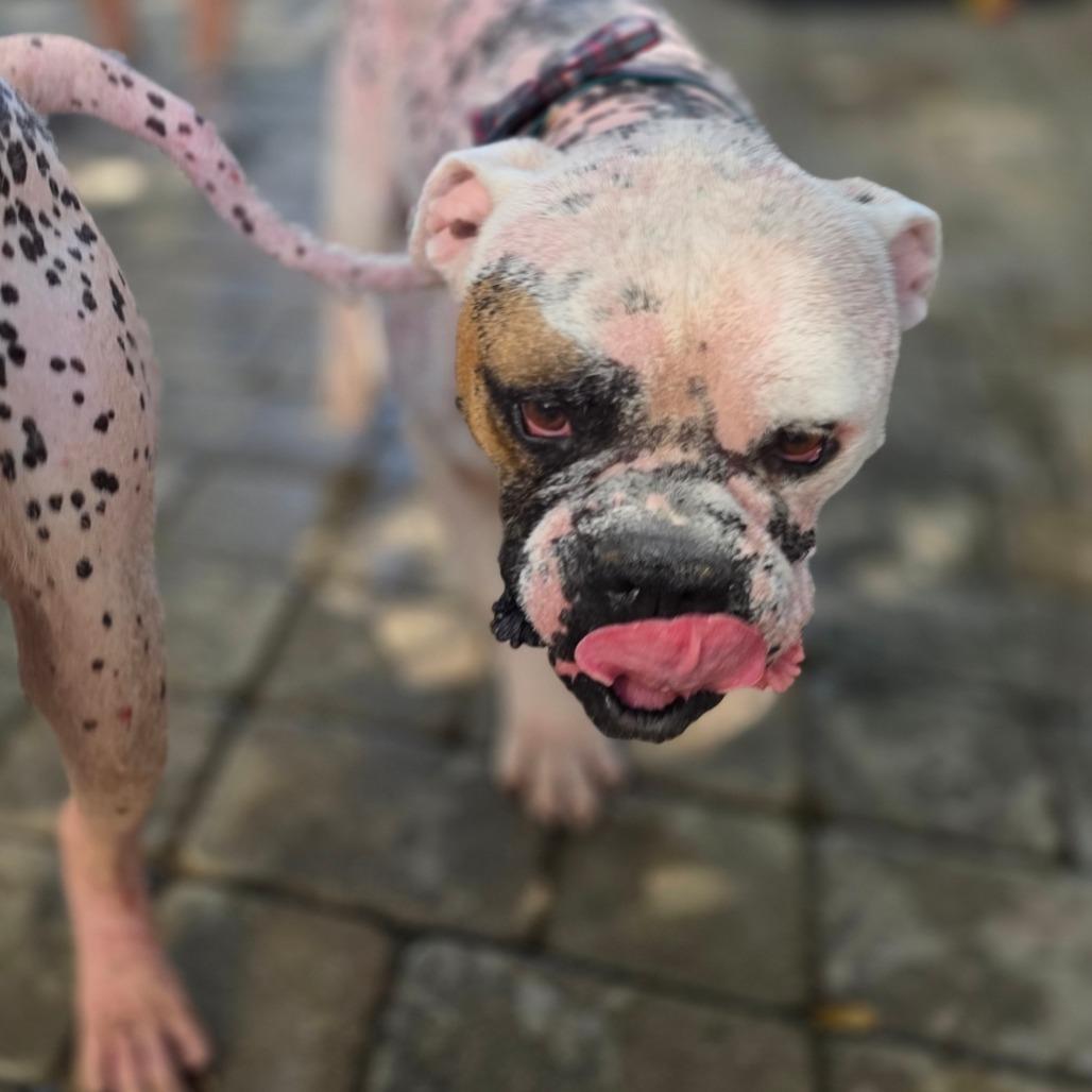 Enlarge Bebo, a Adoptable American Bulldog in Chico, CA image 6/6