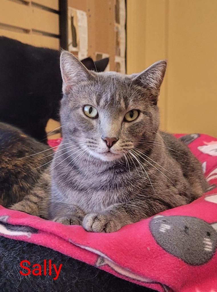 Sally, Adoptable, Adult Female Domestic Short Hair.