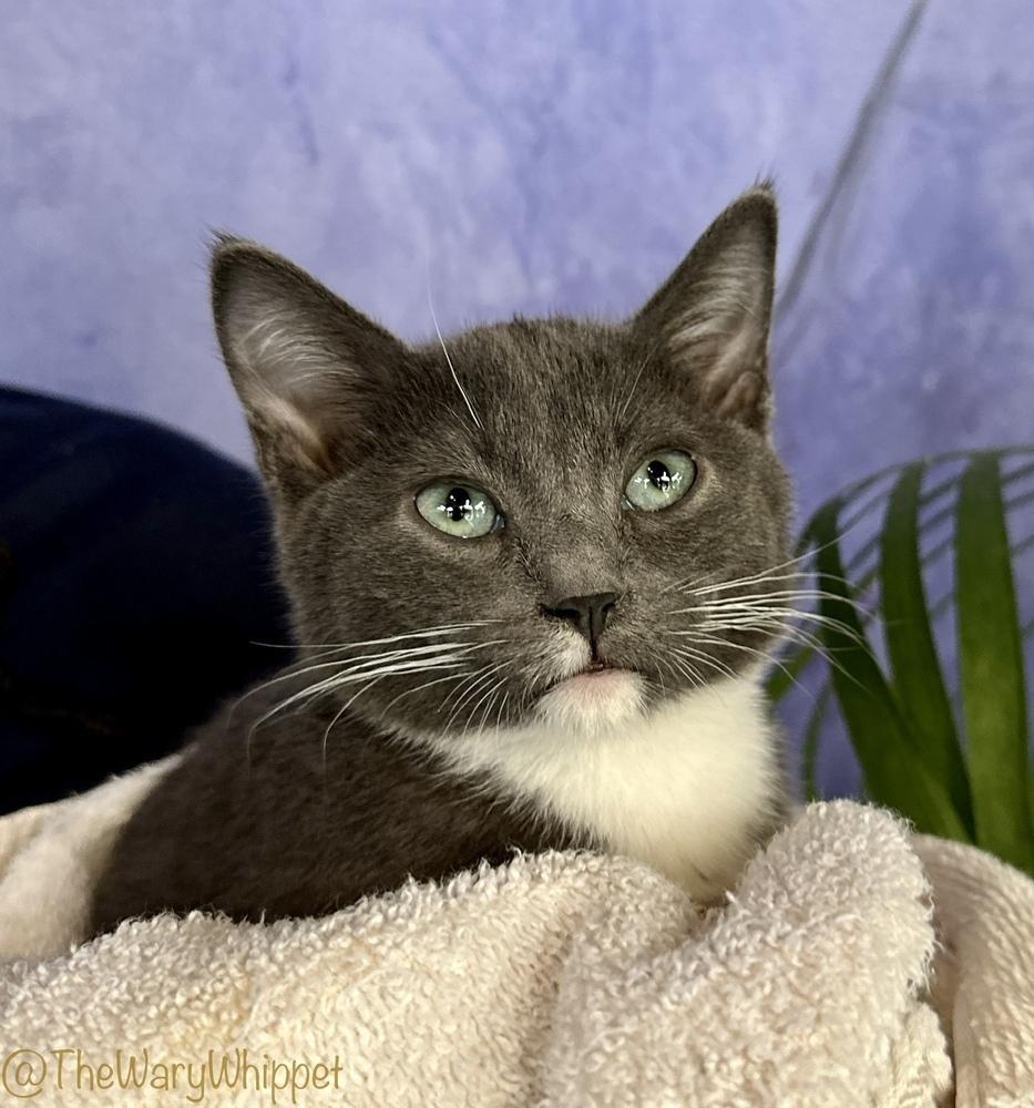 Enlarge Speedy, a Adoptable Domestic Short Hair in Cary, NC image 1/5