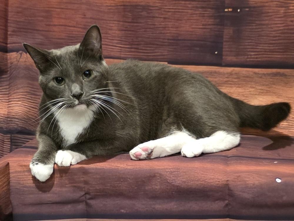 Enlarge Speedy, a Adoptable Domestic Short Hair in Cary, NC image 2/5