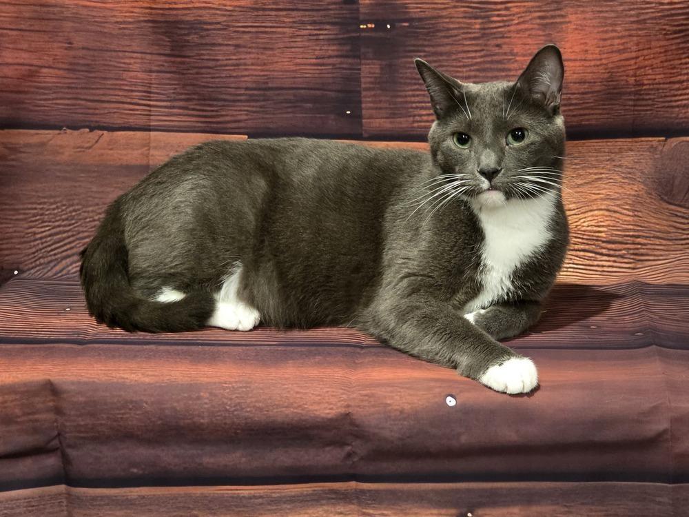 Enlarge Speedy, a Adoptable Domestic Short Hair in Cary, NC image 3/5