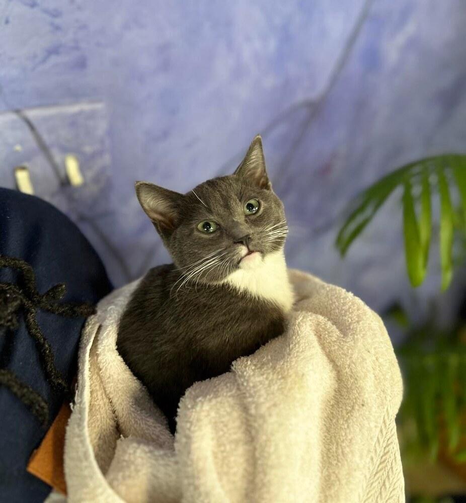Enlarge Speedy, a Adoptable Domestic Short Hair in Cary, NC image 4/5
