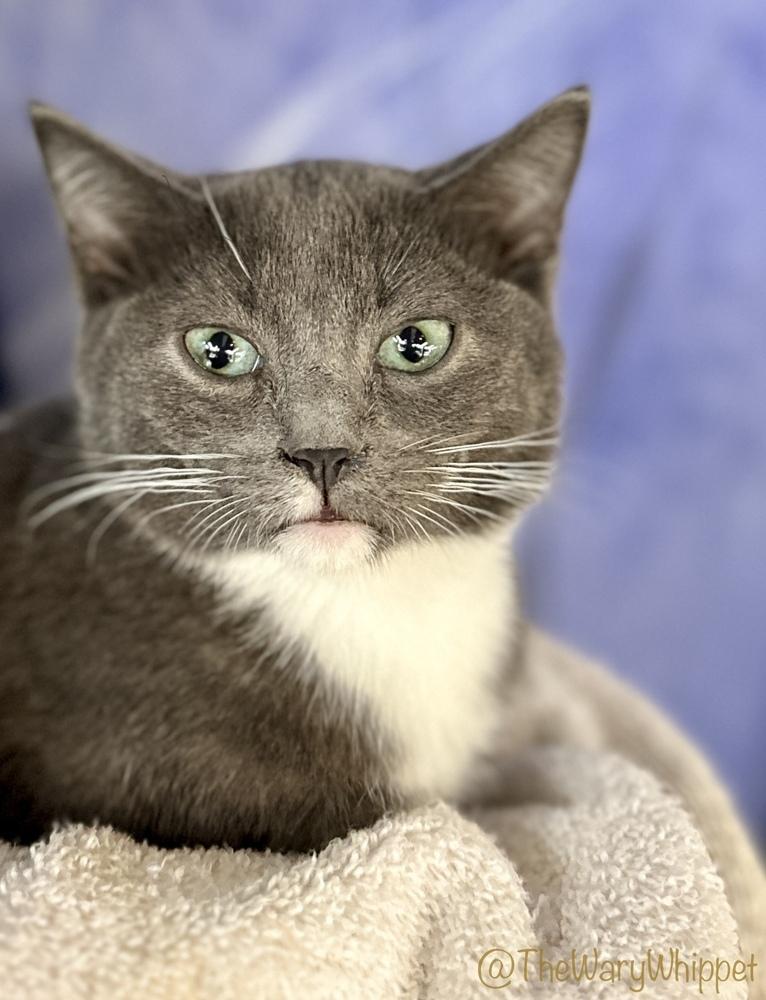 Enlarge Speedy, a Adoptable Domestic Short Hair in Cary, NC image 5/5