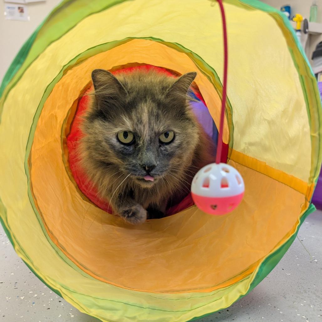 Bobbie, Adoptable, Senior Female Domestic Long Hair.