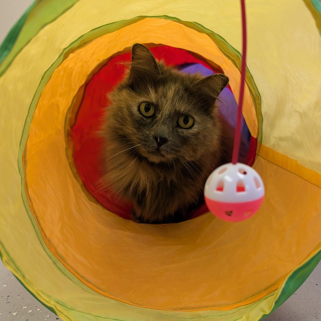Enlarge Bobbie, a Adoptable Domestic Long Hair in Blairsville, GA image 2/6