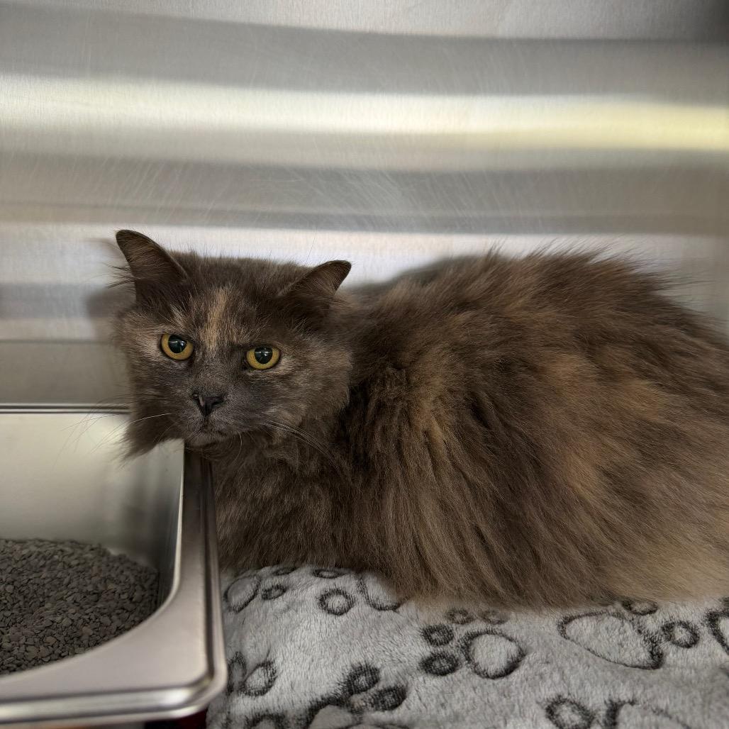 Enlarge Bobbie, a Adoptable Domestic Long Hair in Blairsville, GA image 3/6