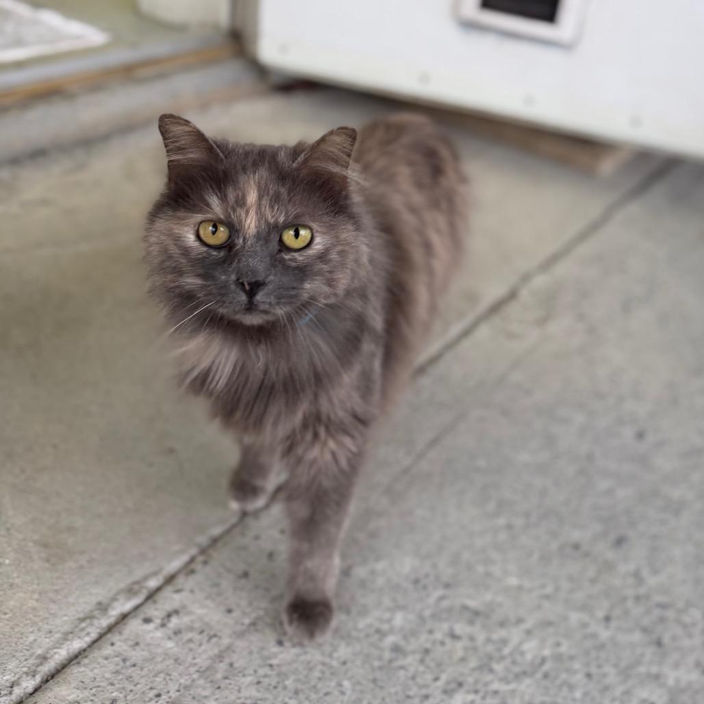 Enlarge Bobbie, a Adoptable Domestic Long Hair in Blairsville, GA image 4/6