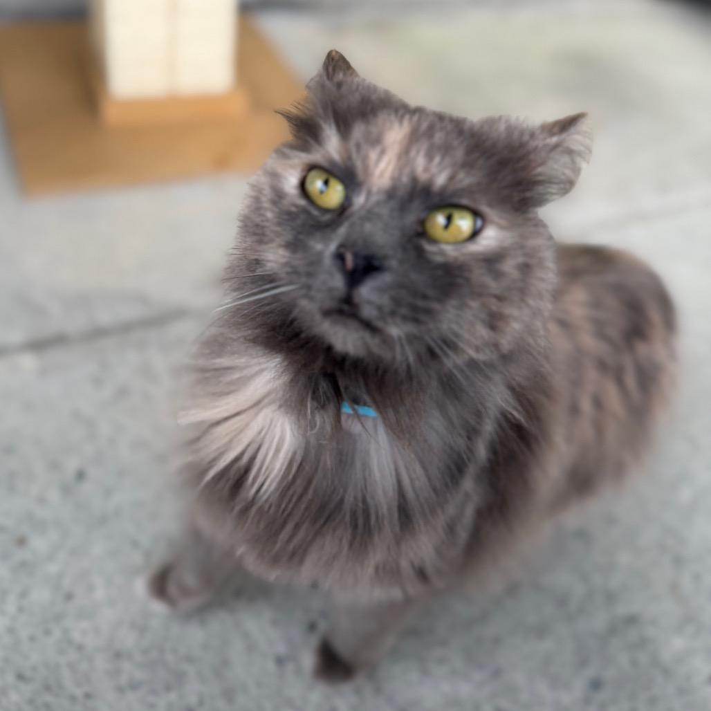 Enlarge Bobbie, a Adoptable Domestic Long Hair in Blairsville, GA image 5/6