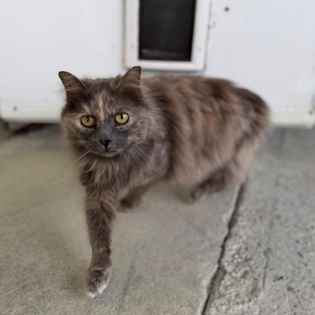 Enlarge Bobbie, a Adoptable Domestic Long Hair in Blairsville, GA image 6/6