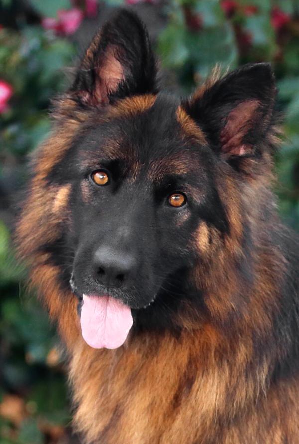 *Chase von Cochem