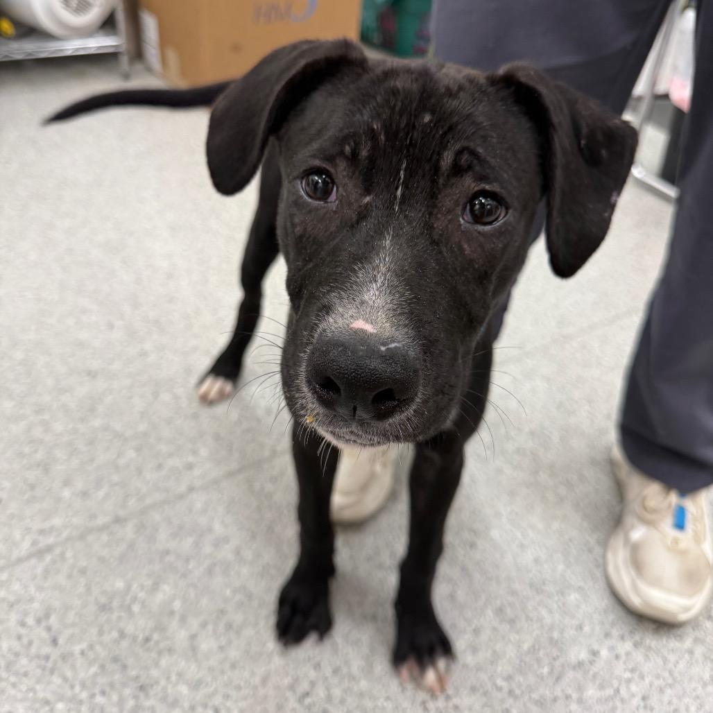 Gibby, Adoptable, Puppy Male Mixed Breed.