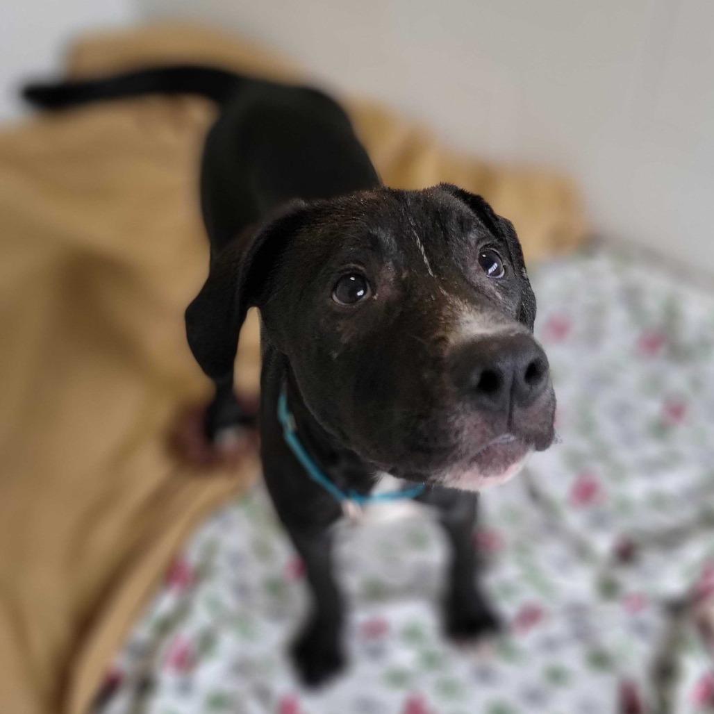 Enlarge Gibby, a Adoptable Mixed Breed in Dover, NH image 2/6