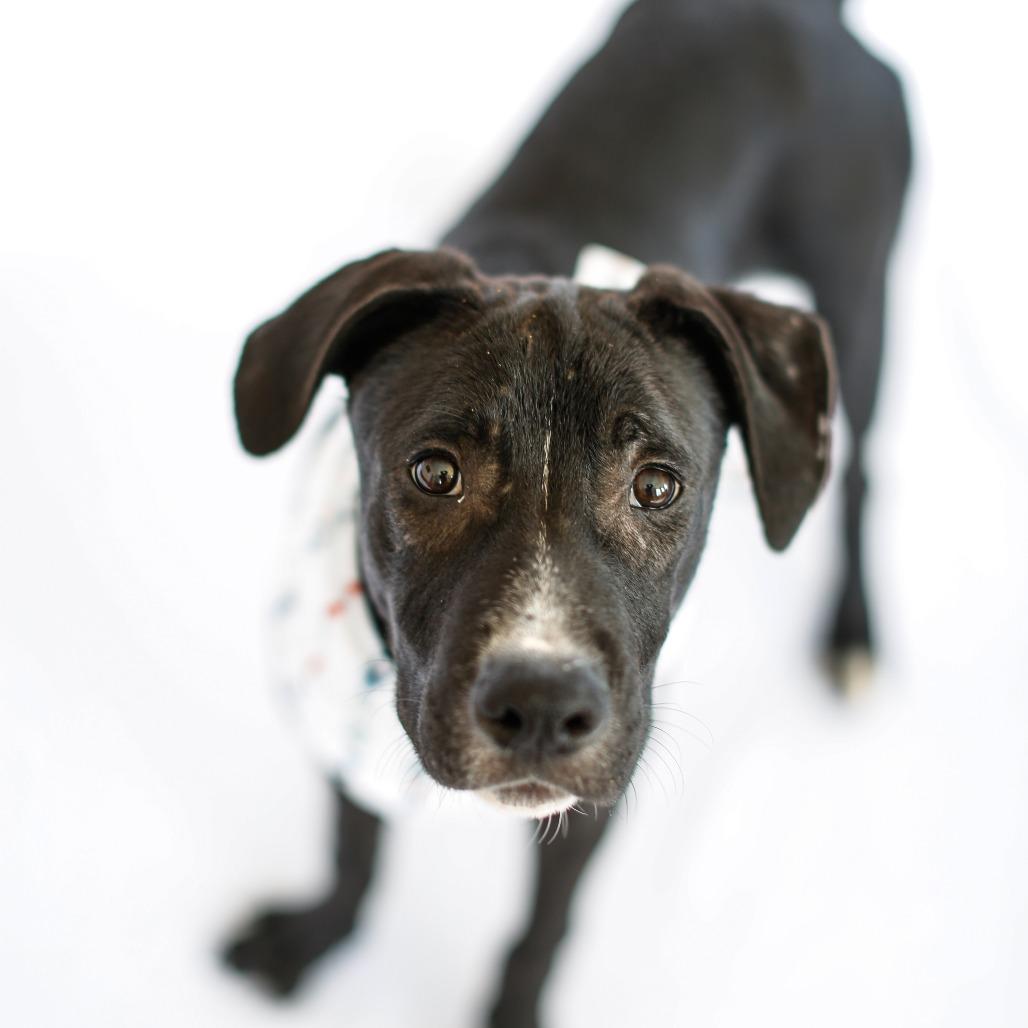 Enlarge Gibby, a Adoptable Mixed Breed in Dover, NH image 3/6