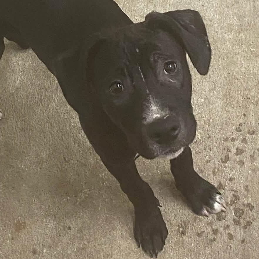 Enlarge Gibby, a Adoptable Mixed Breed in Dover, NH image 4/6