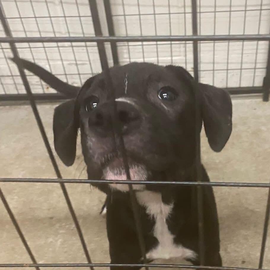 Enlarge Gibby, a Adoptable Mixed Breed in Dover, NH image 5/6