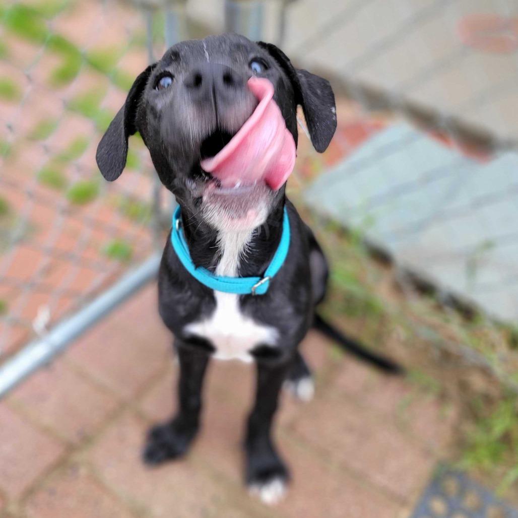 Enlarge Gibby, a Adoptable Mixed Breed in Dover, NH image 6/6