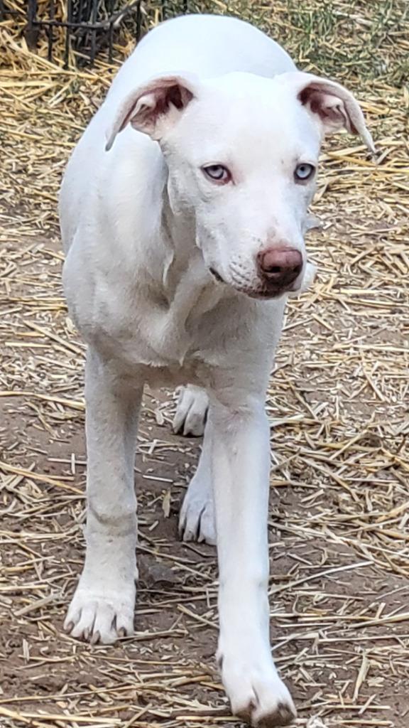 Tiffany, Adoptable, Adult Female Labrador Retriever & Husky.