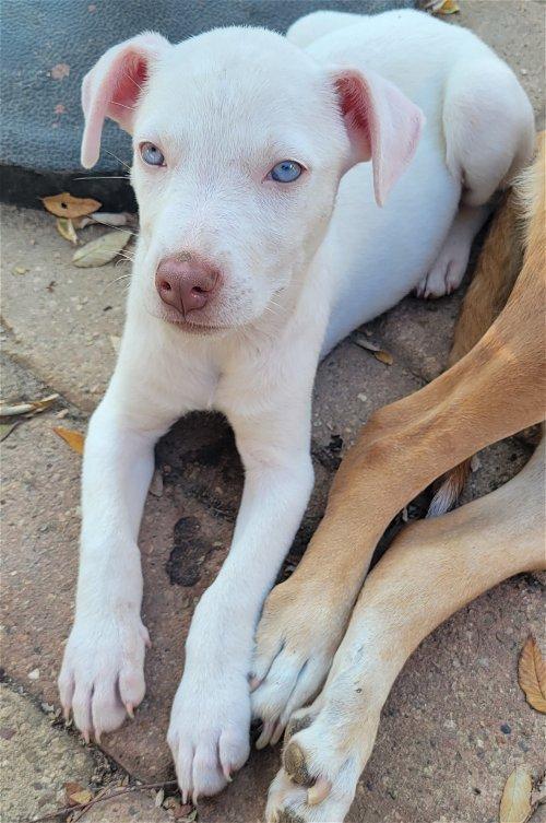 Tiffany, Adoptable, Young Female Labrador Retriever & Husky.