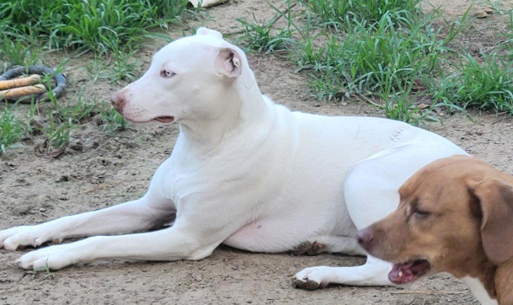 Enlarge Tiffany, a Adoptable mixed breed in Spring, TX image 3/6