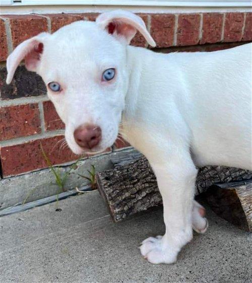 Enlarge Tiffany, a Adoptable mixed breed in Spring, TX image 3/6