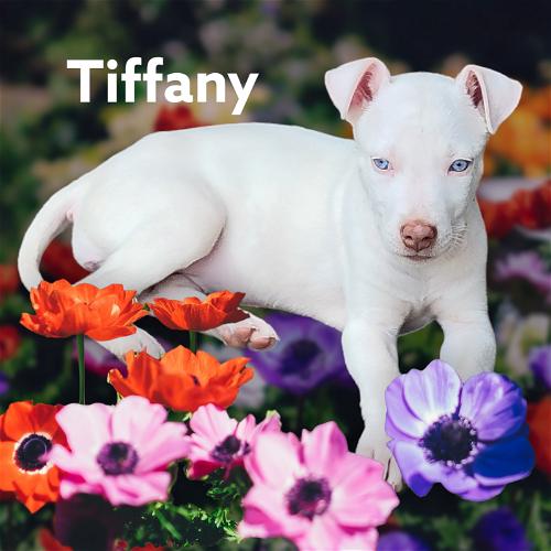 Enlarge Tiffany, a Adoptable mixed breed in Spring, TX image 6/6