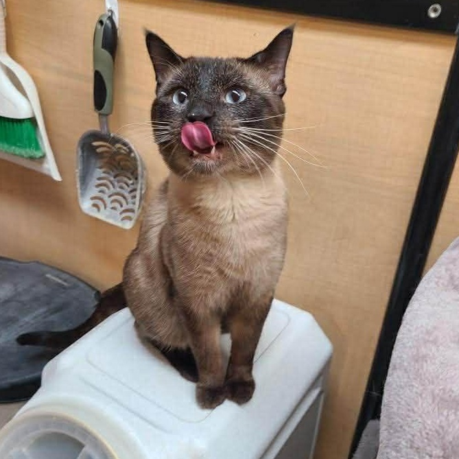 Enlarge Figgy, an adopted mixed breed in Queen Creek, AZ image 4/6