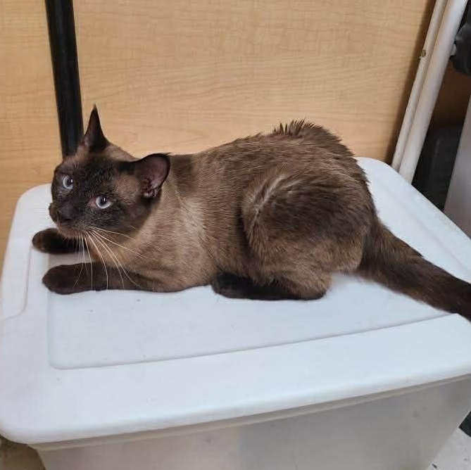 Enlarge Figgy, an adopted mixed breed in Queen Creek, AZ image 5/6