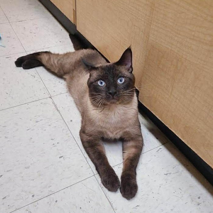 Enlarge Figgy, an adopted mixed breed in Queen Creek, AZ image 3/6