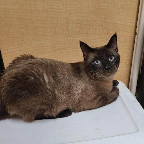 Enlarge Figgy, an adopted mixed breed in Queen Creek, AZ image 2/6