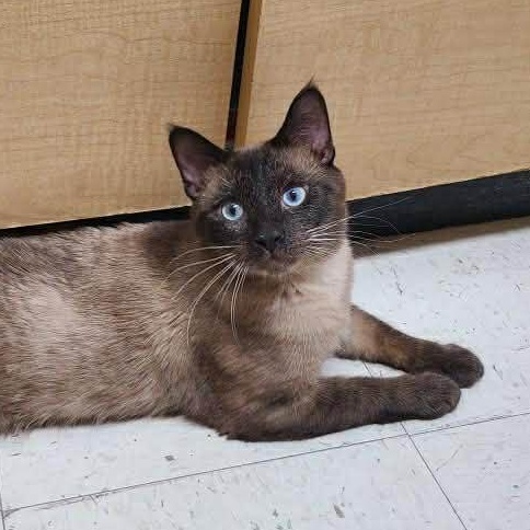 Enlarge Figgy, an adopted mixed breed in Queen Creek, AZ image 1/6