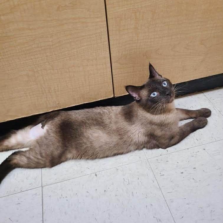 Enlarge Figgy, an adopted mixed breed in Queen Creek, AZ image 6/6