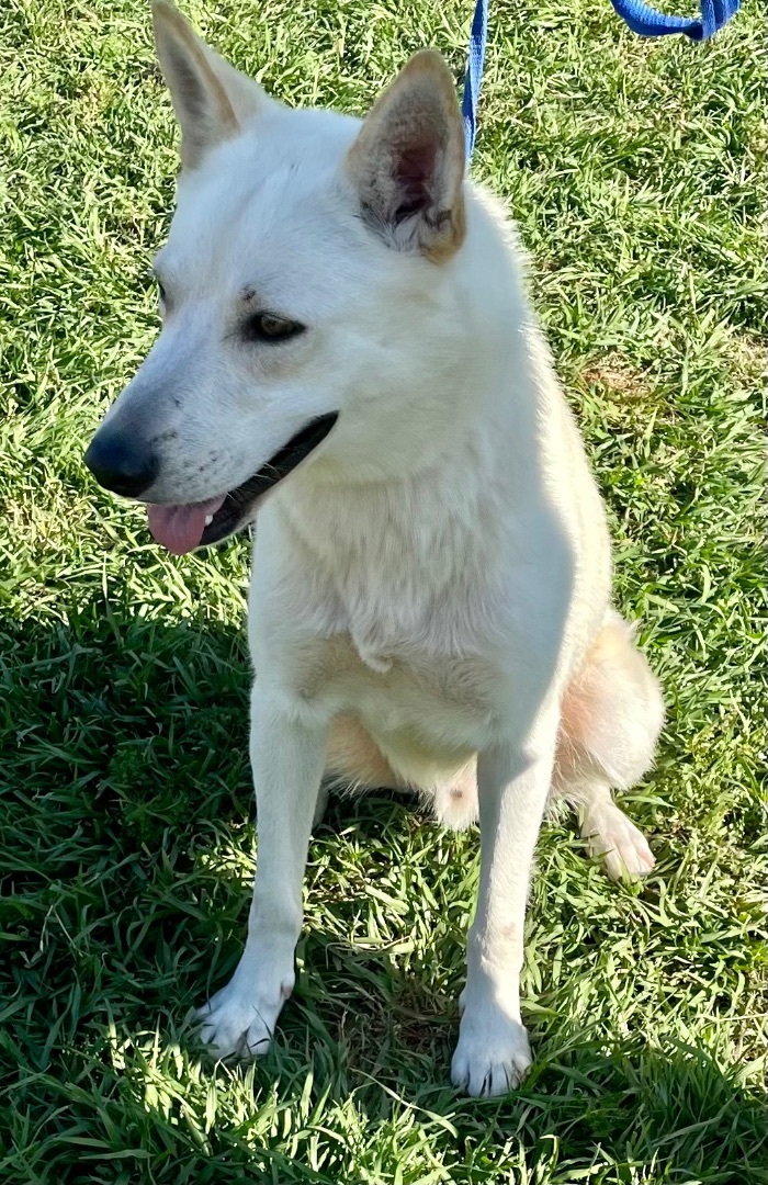 Bammel, a Adoptable mixed breed in Seattle, WA image 1/6
